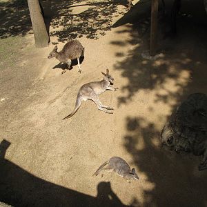 Eastern Gray Kangaroo and Tammar Wallaby