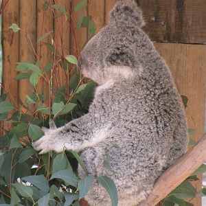 Koala