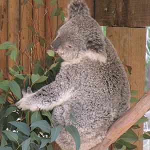 Koala