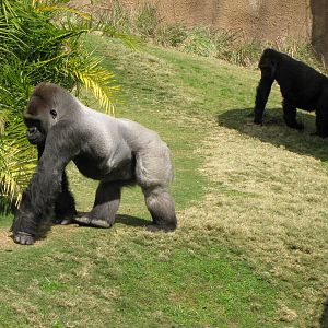 Campo Gorilla Reserve