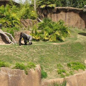 Campo Gorilla Reserve