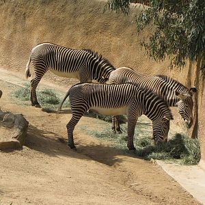 Grevys Zebras