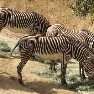Grevys Zebras