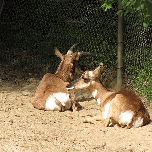 Peninsula Pronghorns