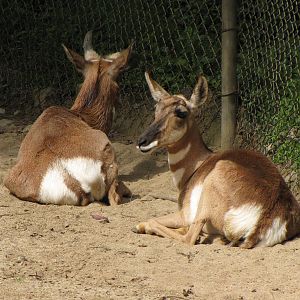 Pensinsula Pronghorns