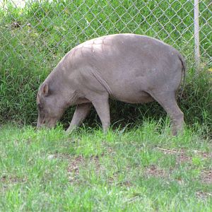 Babirusa