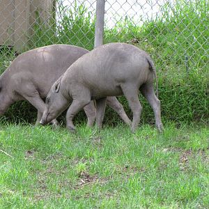 Babirusas