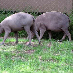 Babirusas