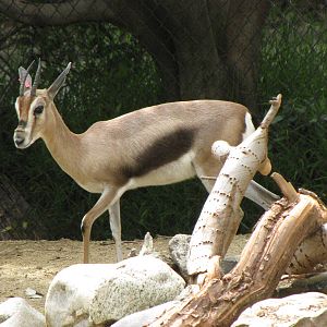 Spekes Gazelle