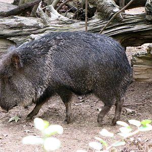 Chacoan Peccary