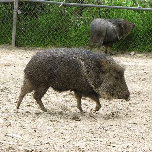 Chacoan Peccary