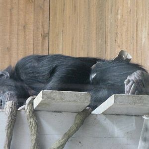 Chimpanzee