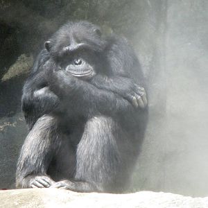 Chimpanzee in the Mist