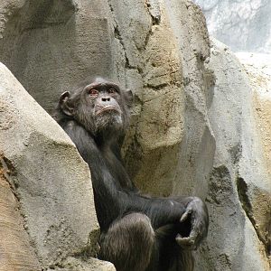 Chimpanzee