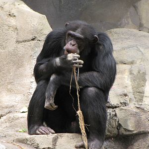 Chimpanzee