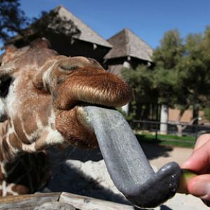giraffe feeding