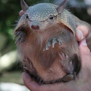 screaming hairy armadillo