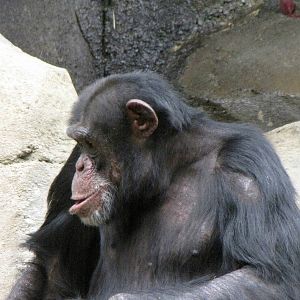 Chimpanzee