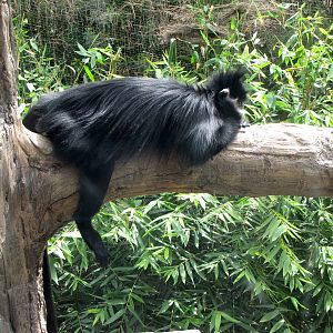 Francois' Langur