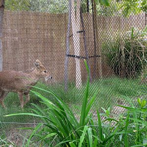 Chinese Water Deer