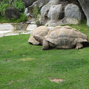 Aldabra Tortoises