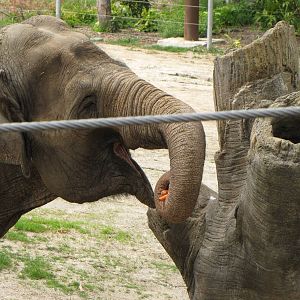 Snack Search Carrot Reward