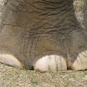 Asian Elephant Foot