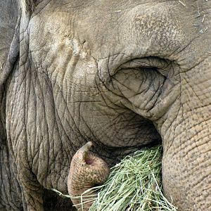 Asian Elephant Eating