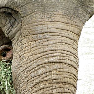 Asian Elephant Eating