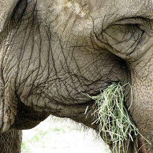 Asian Elephant Eating