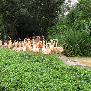 Flamingo Lagoon