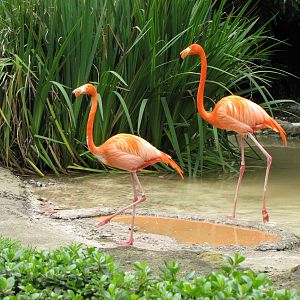 Caribbean Flamingos