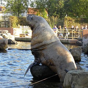 Steller sealion