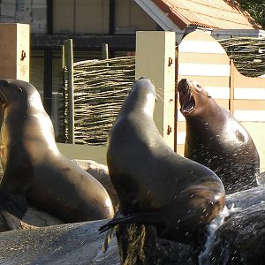 Steller sealion