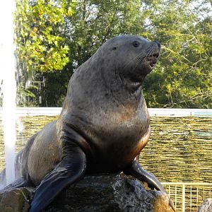 Steller sealion