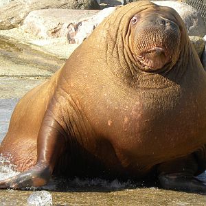 Walrus