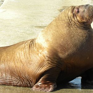 Walrus