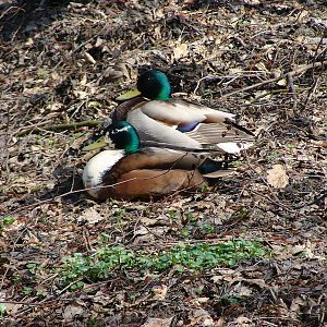 Anas platyrhynchos