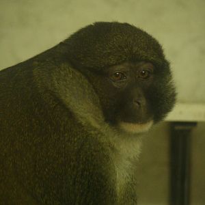 ID? I think Allen's swamp monkey