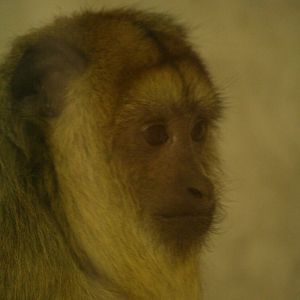 ID? I think female black howler