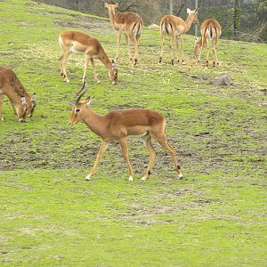 Impala
