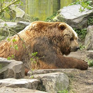 Kodiak bear
