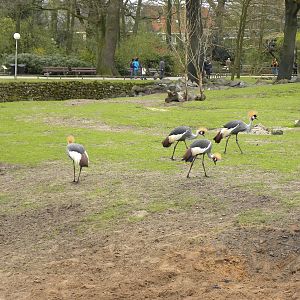 grey crowned cranes