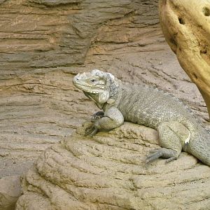 Rhinoceros iguana