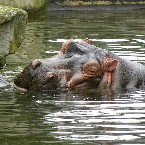 Hippo