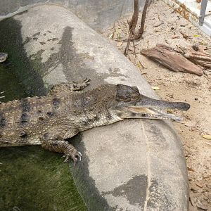 African slender-snouted crocodile