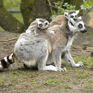 ring-tailed lemur