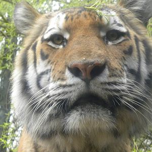 Tiger up close