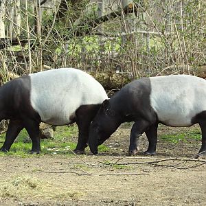 Malayan Tapirs at Prague, 31/3/2011