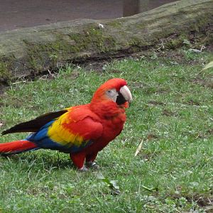 Scarlet Macaw